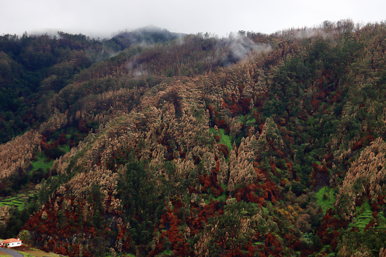 Fotografia gór i lasów zrobiona na Maderze, autorstwa Ani Wilanowskiej