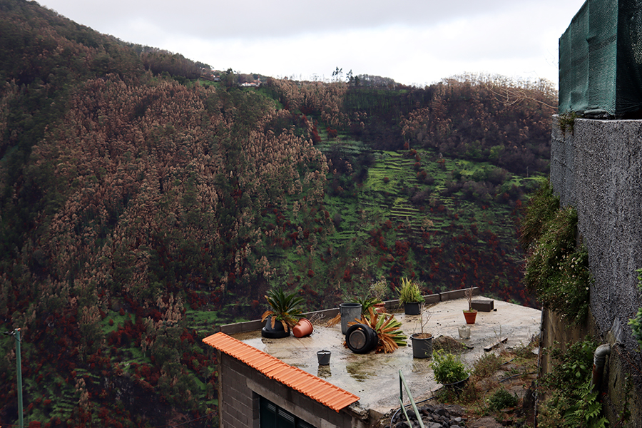 Fotografia gór i lasów zrobiona na Maderze, autorstwa Ani Wilanowskiej