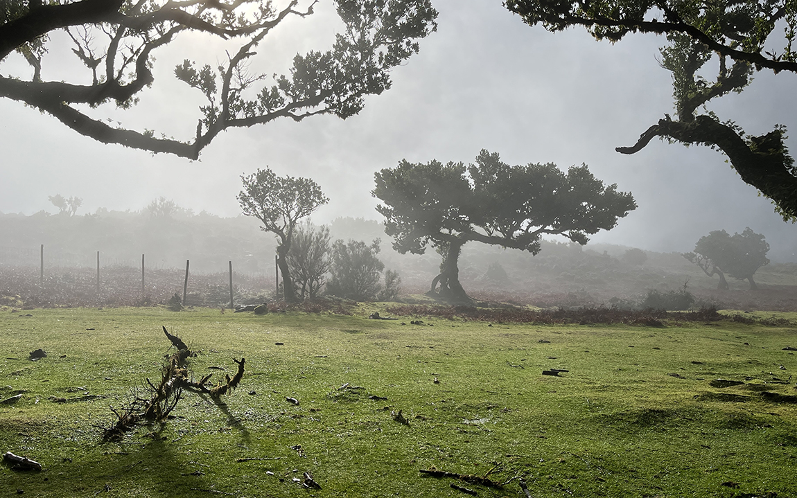Fotografia magicznego lasu Fanal zrobiona na Maderze, autorstwa Ani Wilanowskiej