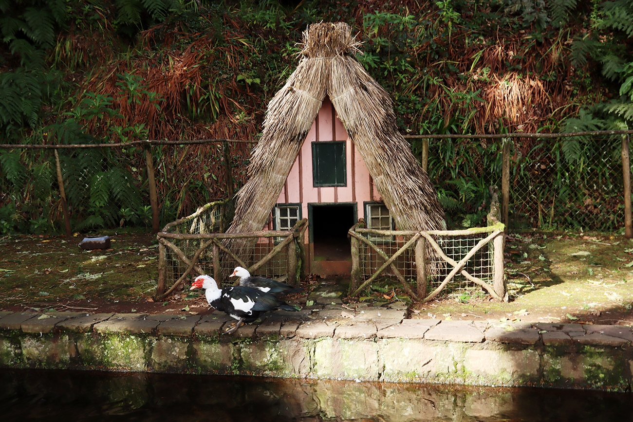 Fotografia tradycyjnych domków i kaczek zrobiona na Maderze, autorstwa Ani Wilanowskiej