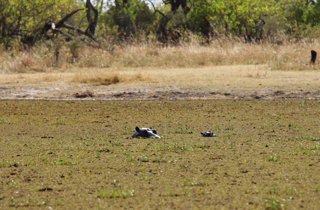 Fotografia hipopotamów w Delcie Okawango w Botswanie, autorstwa Ani Wilanowskiej