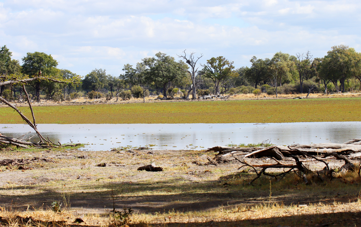 Fotografia Delty Okawango w Botswanie, autorstwa Ani Wilanowskiej