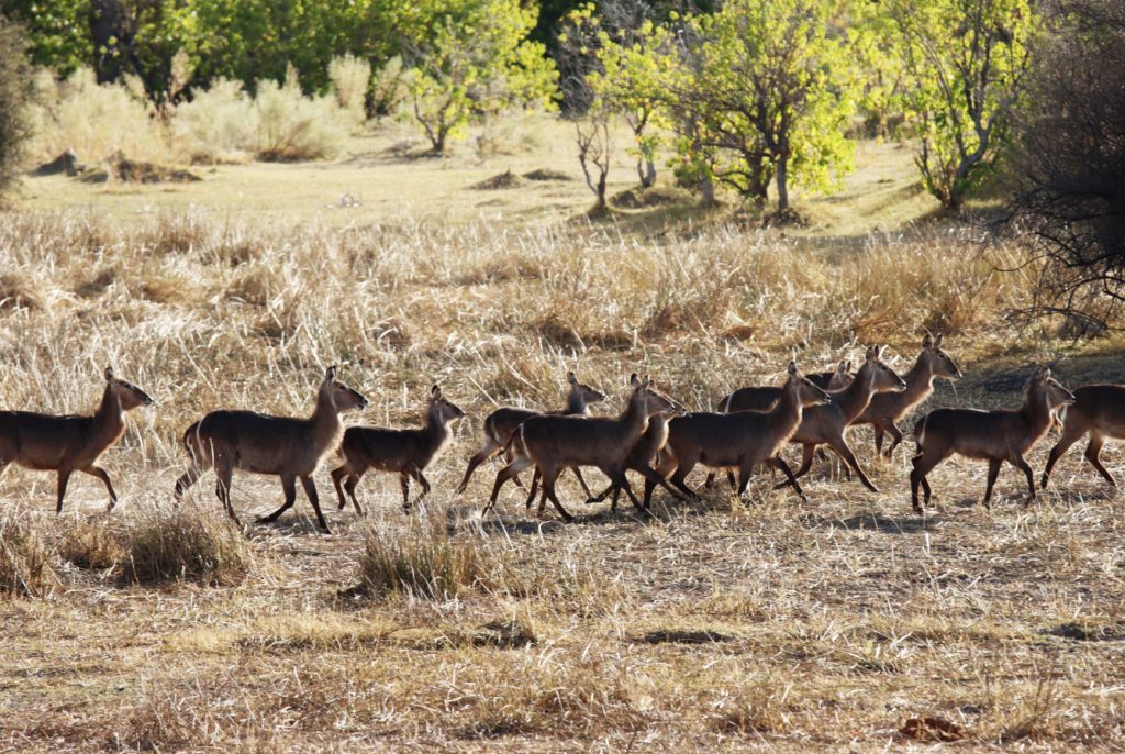 Fotografia antylop w Delcie Okawango w Botswanie, autorstwa Ani Wilanowskiej