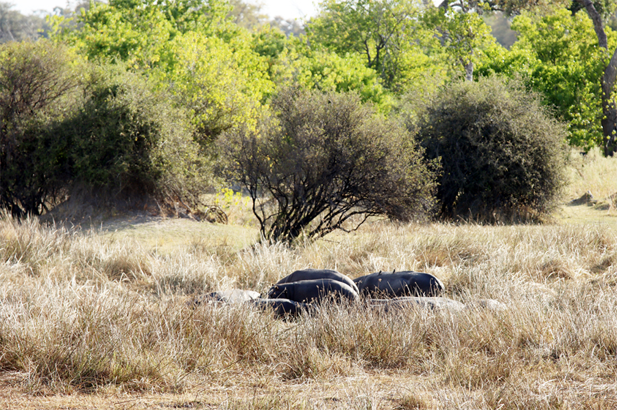 Fotografia hipopotamów w Delcie Okawango w Botswanie, autorstwa Ani Wilanowskiej