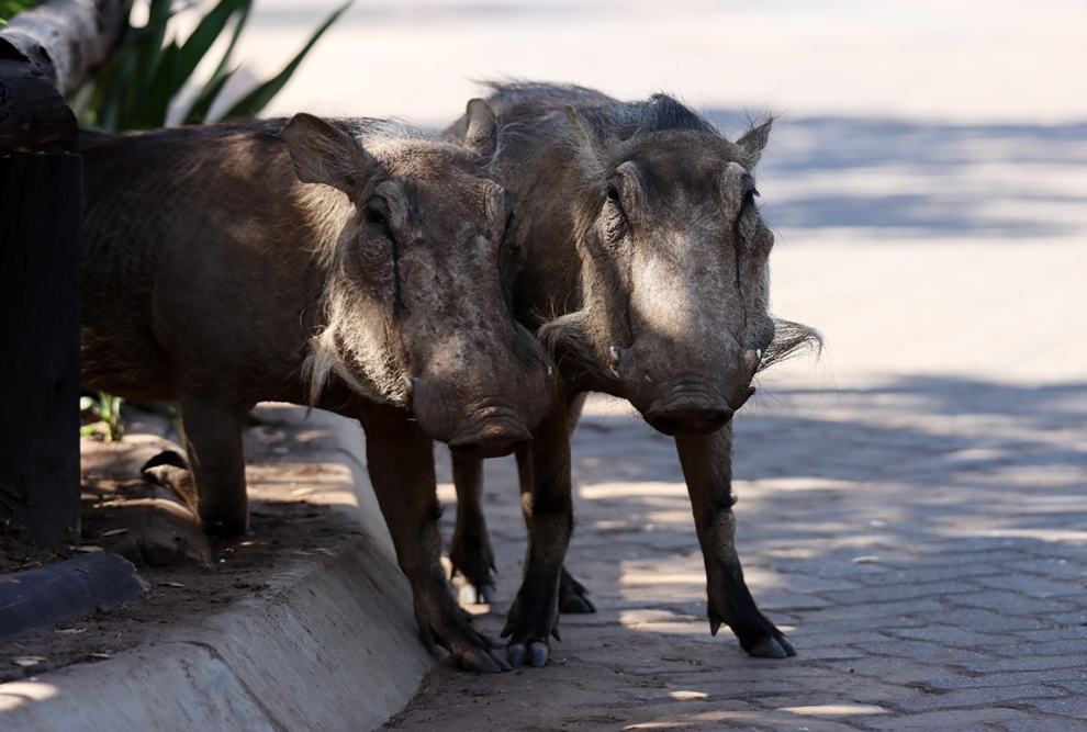 Fotografia guźdźców na kempingu Chobe w Botswanie, autorstwa Ani Wilanowskiej