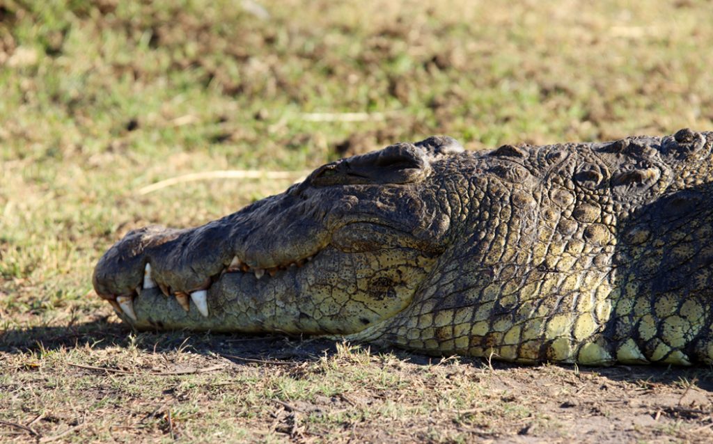 Fotografia krokodyla w Parku Chobe w Botswanie, autorstwa Ani Wilanowskiej