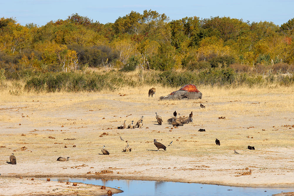 Fotografia lwa, sępów i zabitego słonia nad wodą zrobiona w Zimbabwe w parku narodowym, autorstwa Ani Wilanowskiej