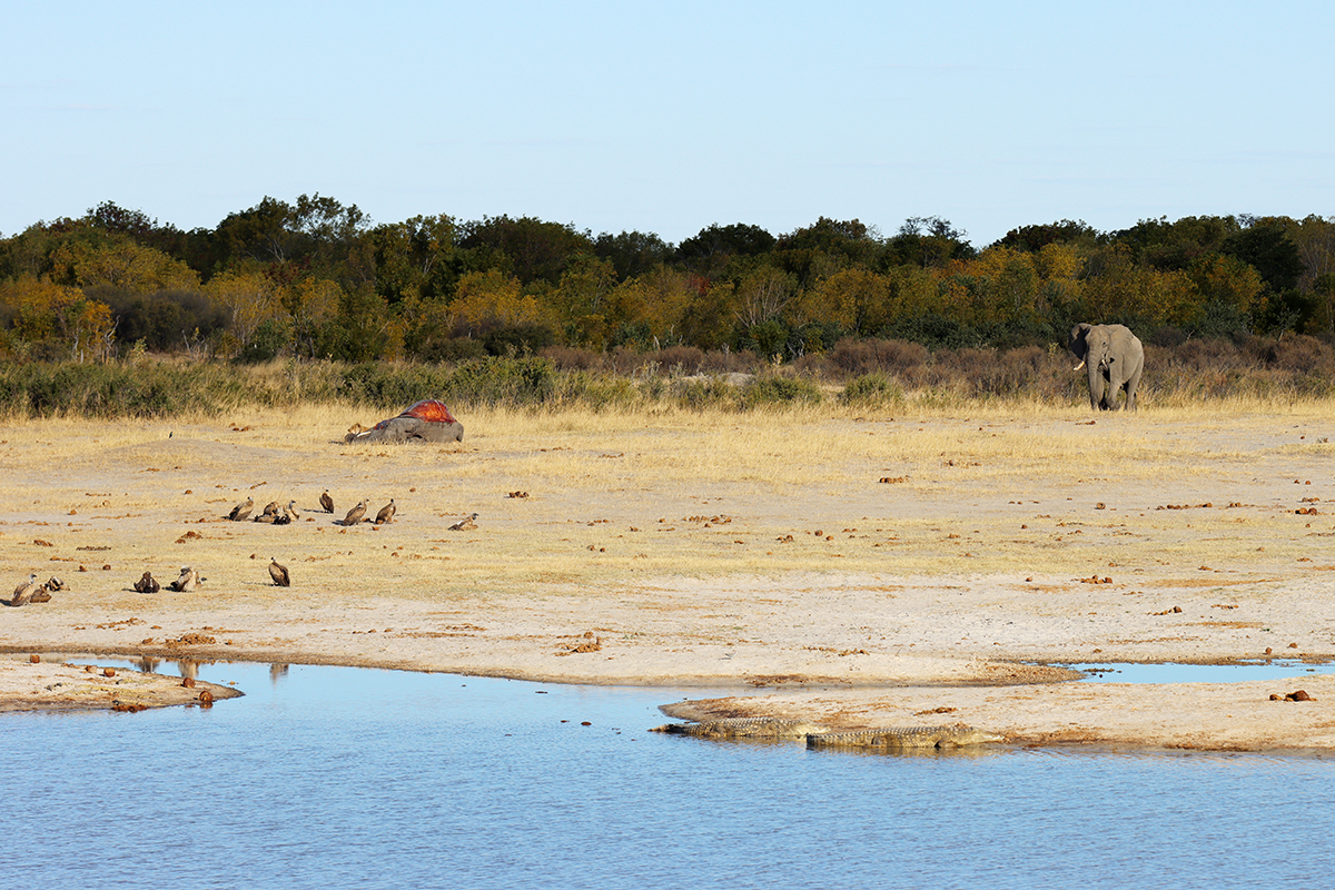 Fotografia lwa, sępów i zabitego słonia nad wodą zrobiona w Zimbabwe w parku narodowym, autorstwa Ani Wilanowskiej