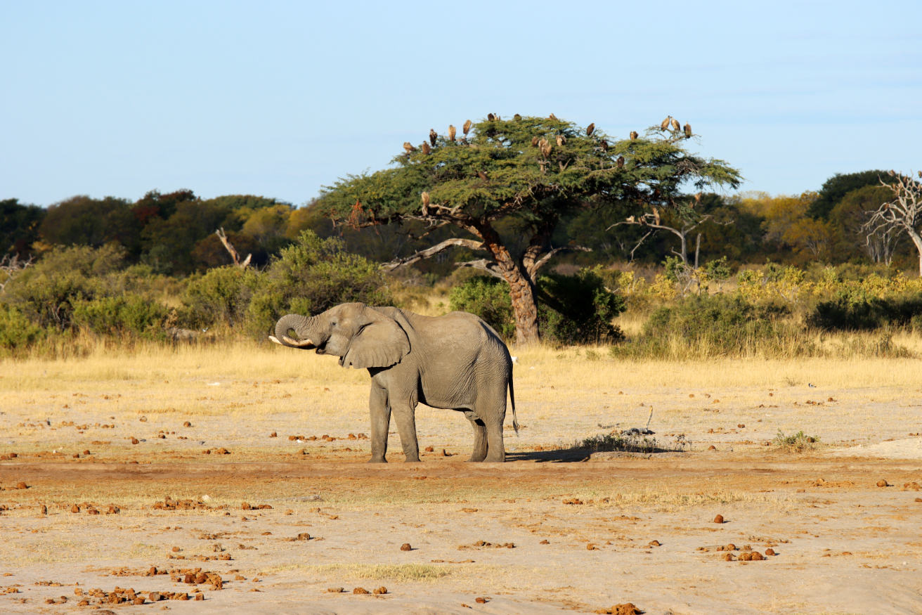 Fotografia słonia zrobiona w Zimbabwe w parku narodowym, autorstwa Ani Wilanowskiej