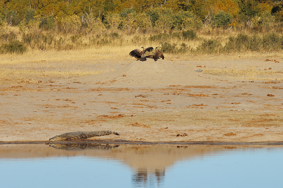 Fotografia sępów i krokodyla nad wodą zrobiona w Zimbabwe w parku narodowym, autorstwa Ani Wilanowskiej