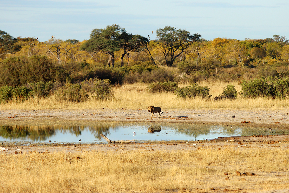 Fotografia lwa nad wodą zrobiona w Zimbabwe w parku narodowym, autorstwa Ani Wilanowskiej