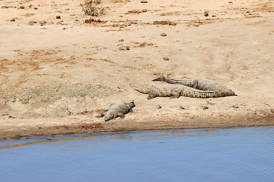 Fotografia krokodyli nad wodą zrobiona w Zimbabwe w parku narodowym, autorstwa Ani Wilanowskiej