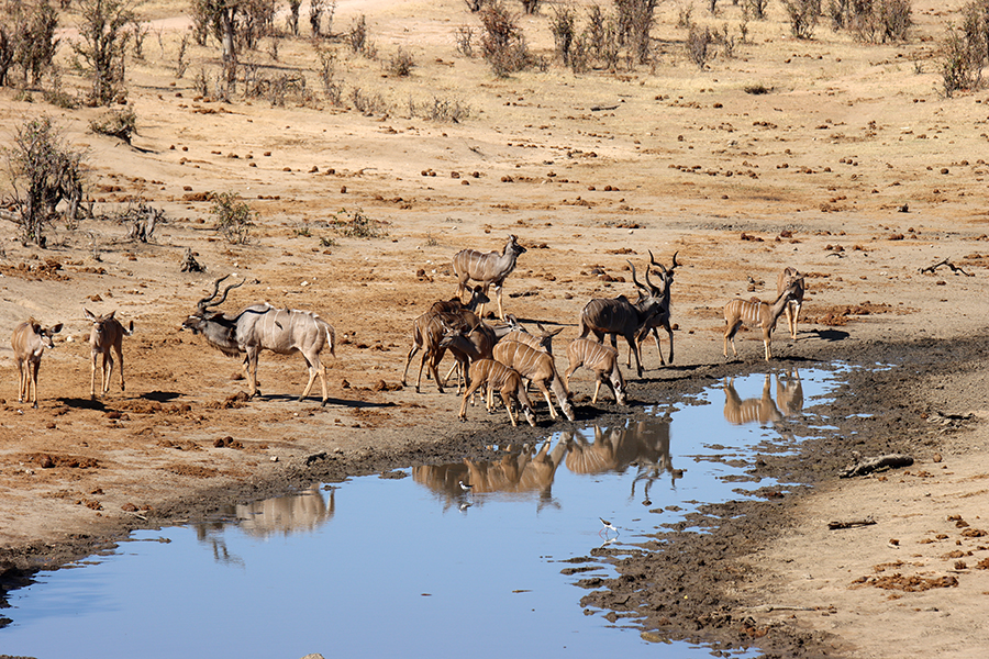 Fotografia antylop nad wodą zrobiona w Zimbabwe w parku narodowym, autorstwa Ani Wilanowskiej