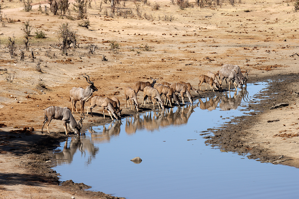Fotografia antylop nad wodą zrobiona w Zimbabwe w parku narodowym, autorstwa Ani Wilanowskiej