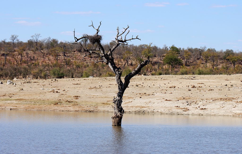 Fotografia drzewa w wodzie zrobiona w Zimbabwe w parku narodowym, autorstwa Ani Wilanowskiej