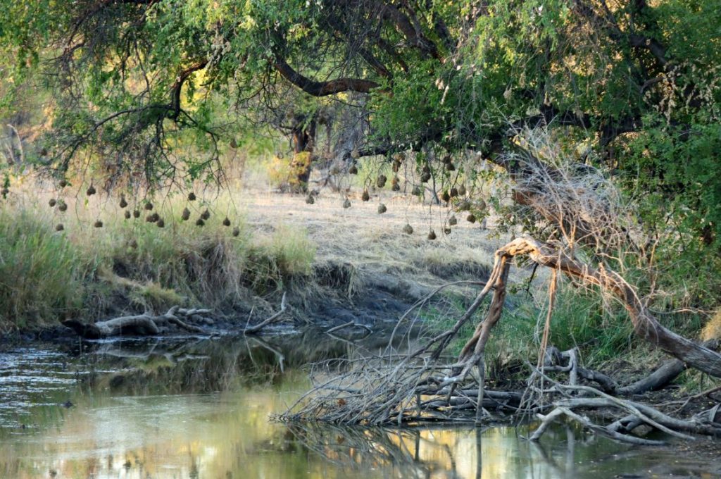 Fotografia drzewa i rzeki zrobiona w parku narodowym w Zimbabwe, autorstwa Ani Wilanowskiej