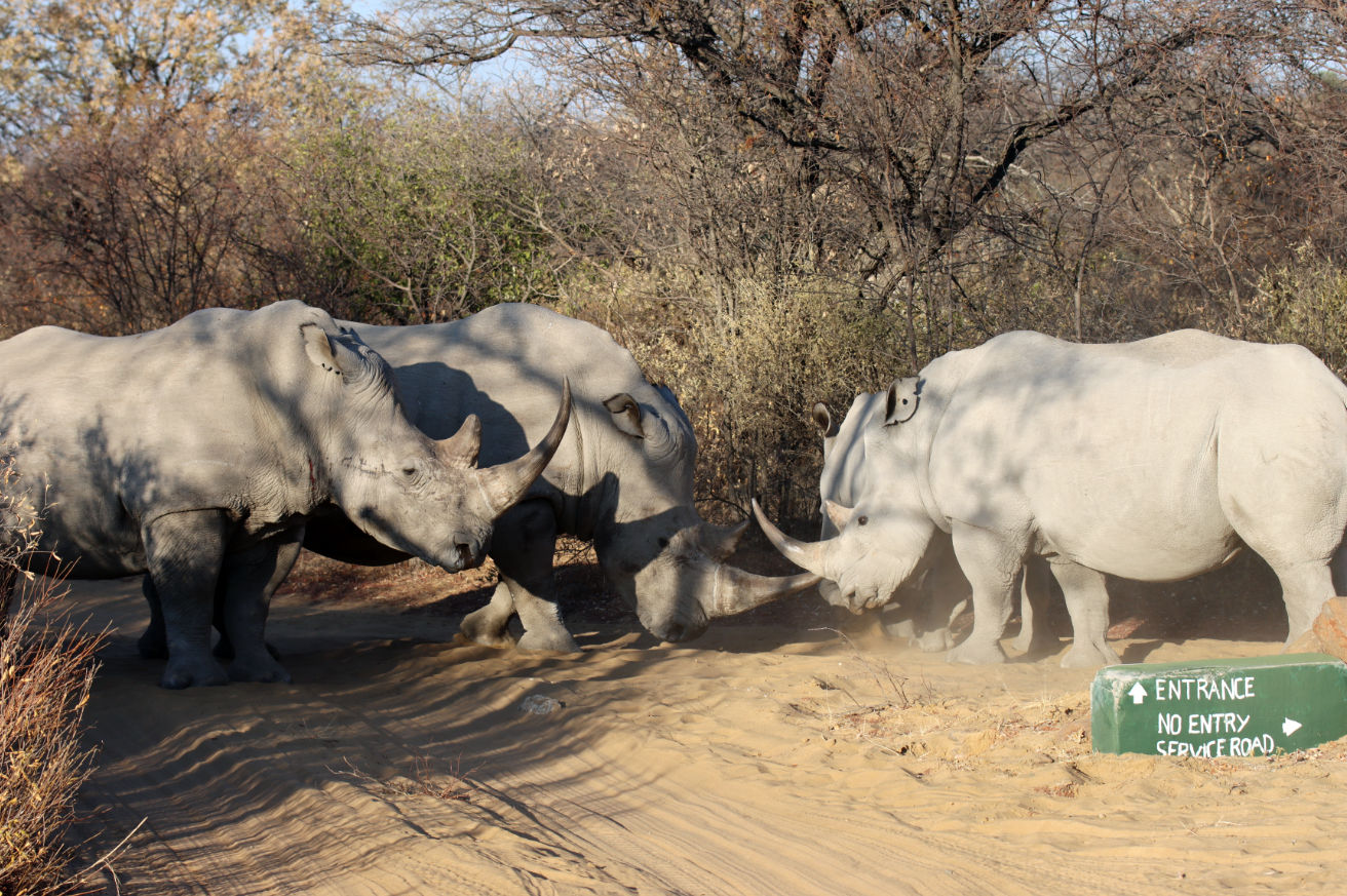 Fotografia nosorożcy w Khama Rhino Sanctuary w Botswanie, autorstwa Ani Wilanowskiej
