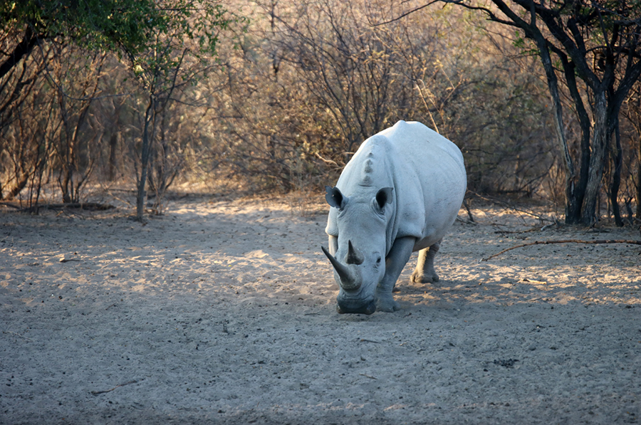 Fotografia nosorożca w Khama Rhino Sanctuary w Botswanie, autorstwa Ani Wilanowskiej
