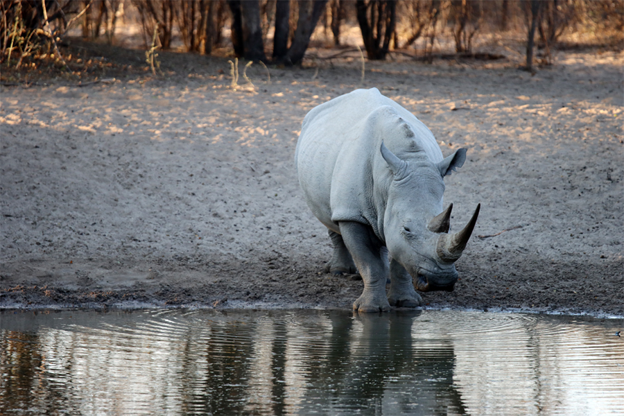 Fotografia nosorożca w Khama Rhino Sanctuary w Botswanie, autorstwa Ani Wilanowskiej