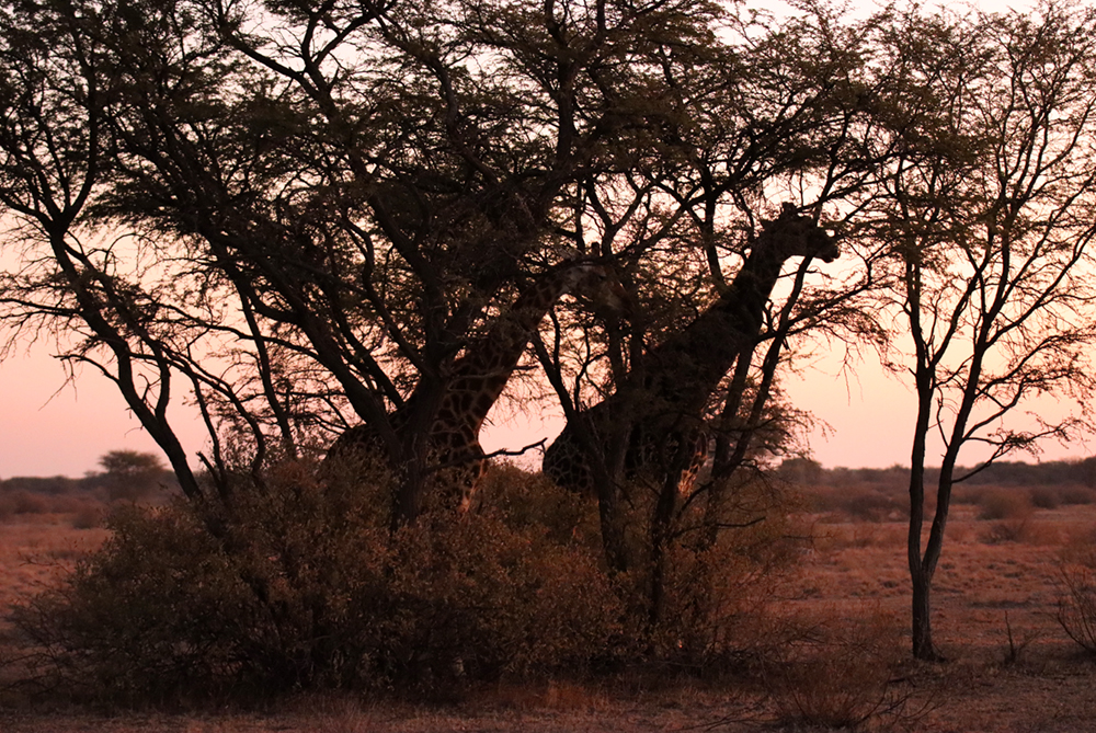 Fotografia żyraf w Khama Rhino Sanctuary w Botswanie, autorstwa Ani Wilanowskiej