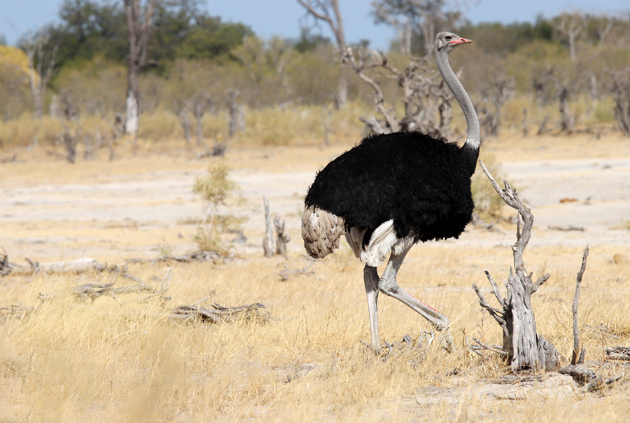 Fotografia strusia w Botswanie, autorstwa Ani Wilanowskiej