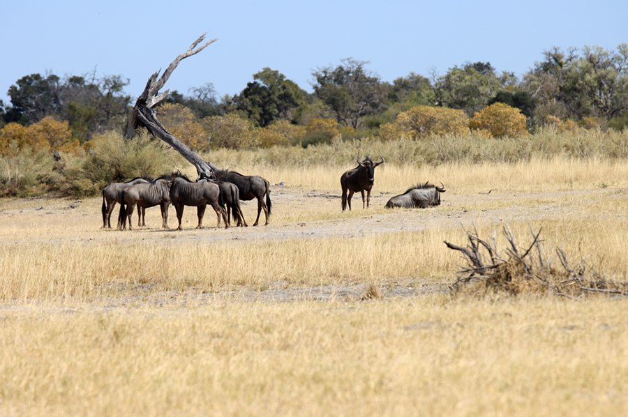Fotografia gnu w Botswanie, autorstwa Ani Wilanowskiej