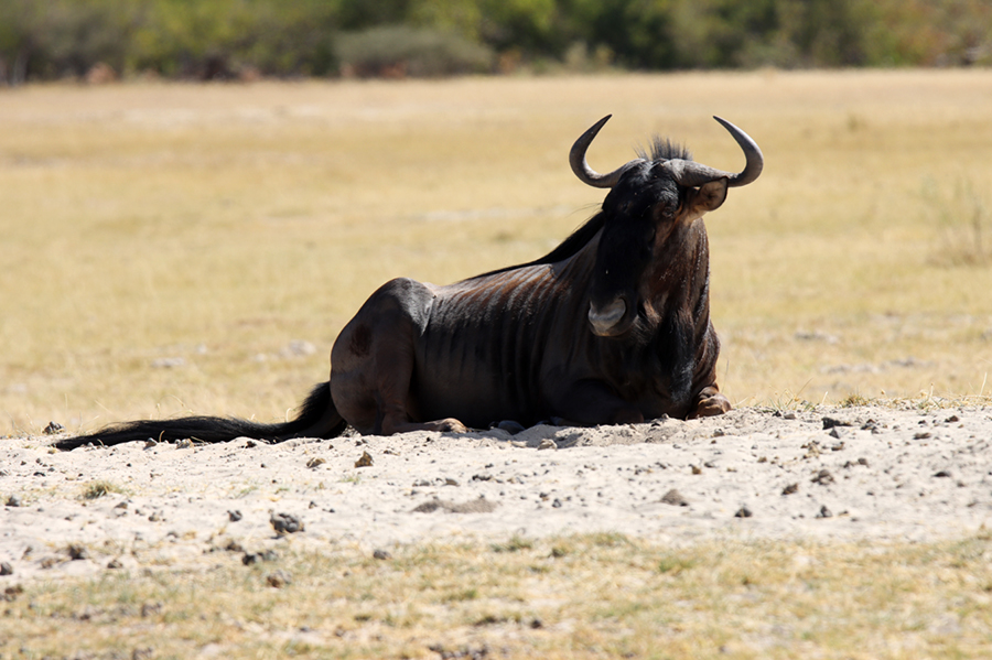 Fotografia gnu w Botswanie, autorstwa Ani Wilanowskiej
