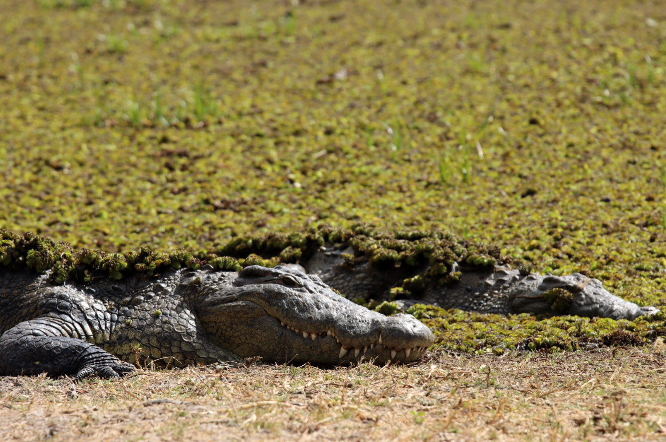 Fotografia krokodyli w Delcie Okawango w Botswanie, autorstwa Ani Wilanowskiej