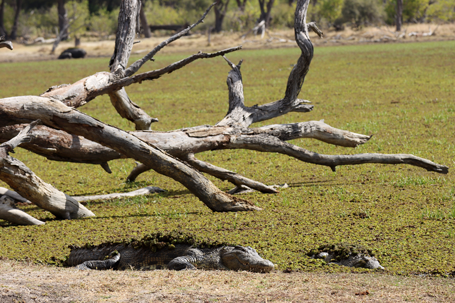 Fotografia krokodyli w Delcie Okawango w Botswanie, autorstwa Ani Wilanowskiej