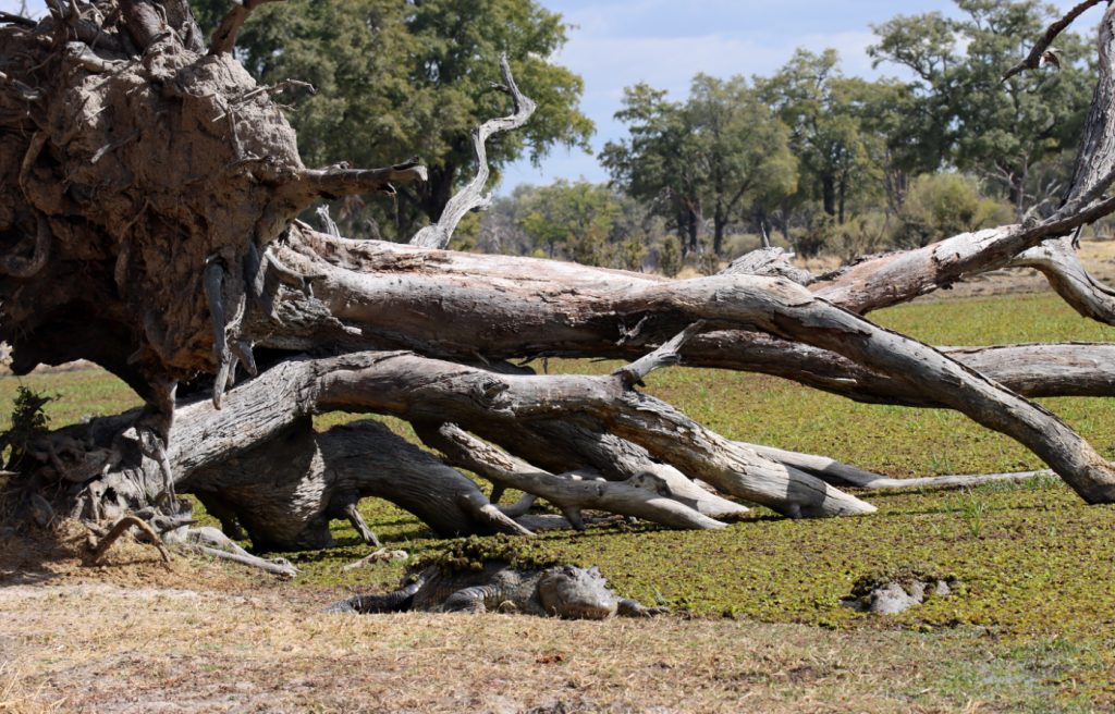 Fotografia krokodyli w Delcie Okawango w Botswanie, autorstwa Ani Wilanowskiej