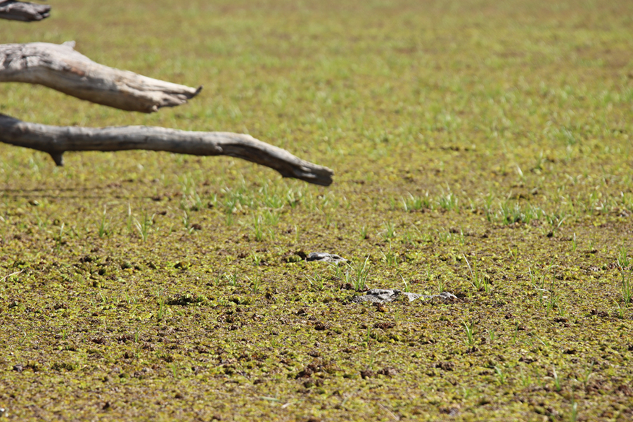 Fotografia krokodyli w Delcie Okawango w Botswanie, autorstwa Ani Wilanowskiej