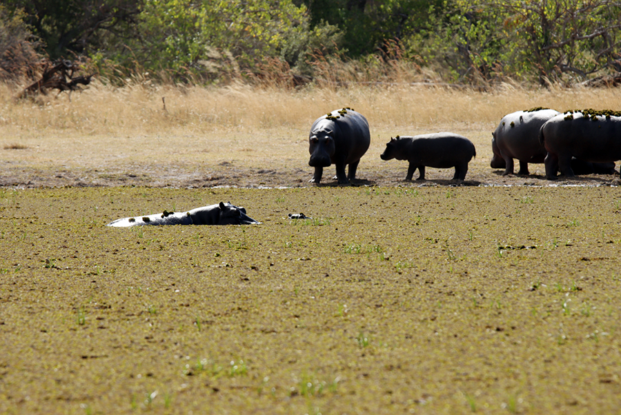 Fotografia hipopotamów w Delcie Okawango w Botswanie, autorstwa Ani Wilanowskiej