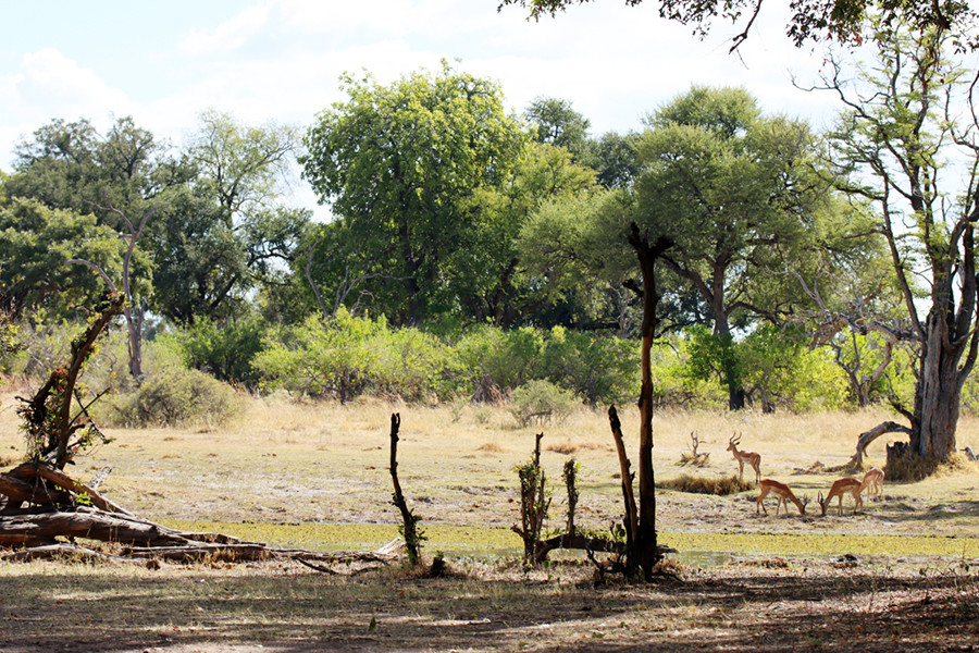 Fotografia widoku w Delcie Okawango w Botswanie, autorstwa Ani Wilanowskiej