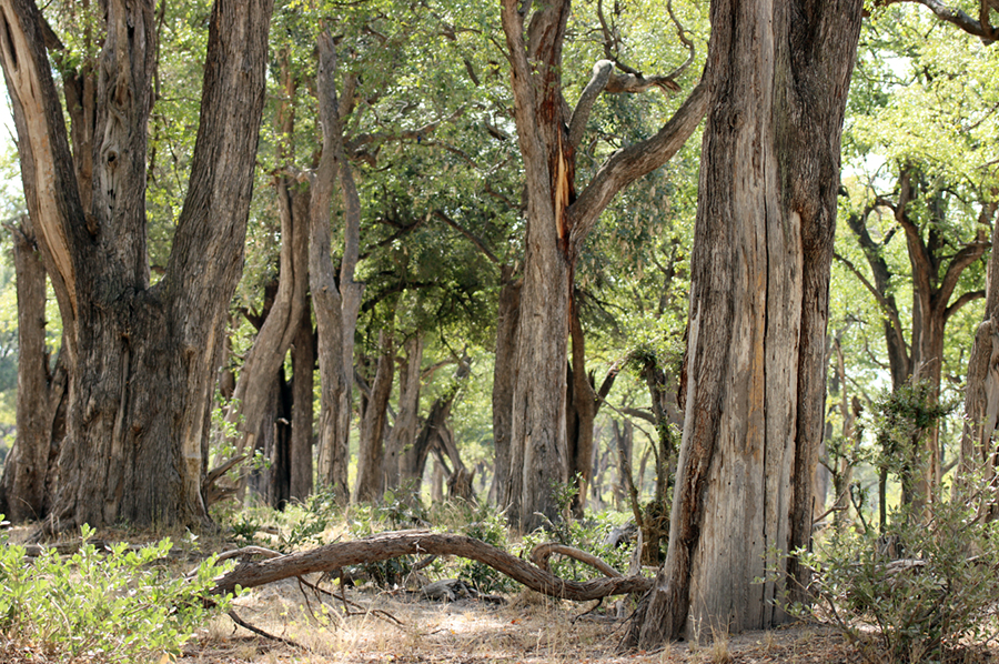 Fotografia drzeww Delcie Okawango w Botswanie, autorstwa Ani Wilanowskiej