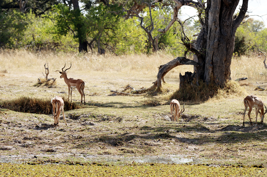 Fotografia antylop w Delcie Okawango w Botswanie, autorstwa Ani Wilanowskiej
