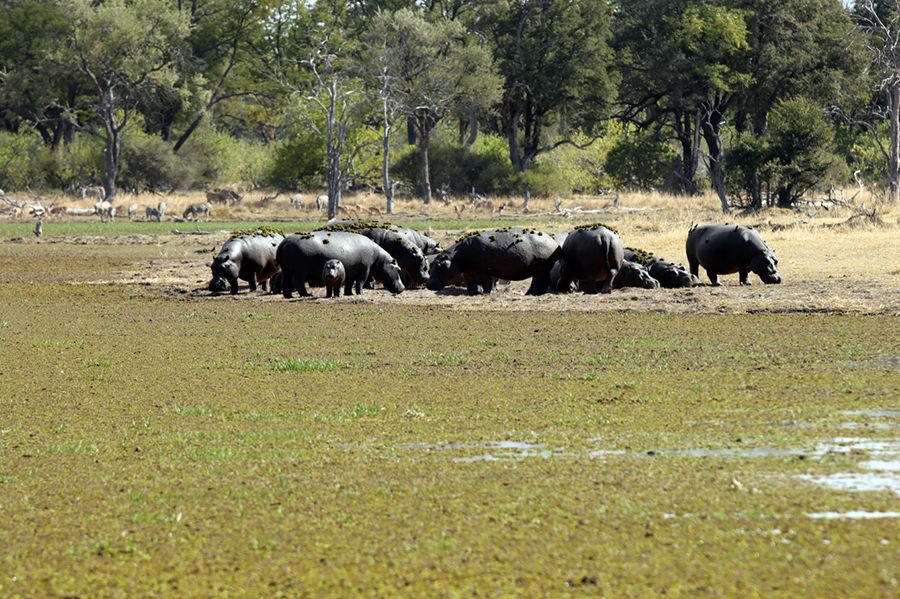 Fotografia hipopotamów w Delcie Okawango w Botswanie, autorstwa Ani Wilanowskiej
