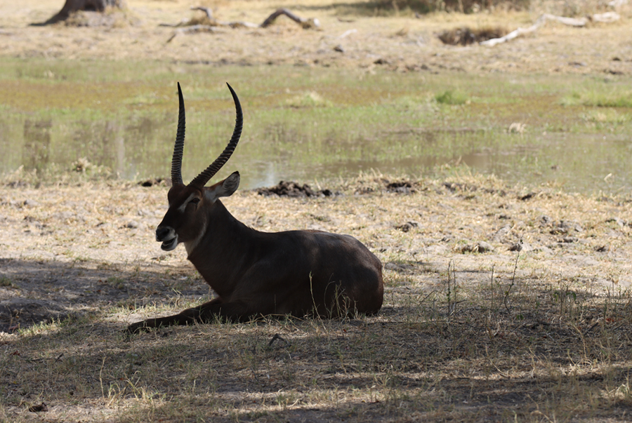 Fotografia antylopy w Delcie Okawango w Botswanie, autorstwa Ani Wilanowskiej