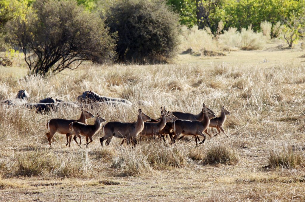 Fotografia antylop i hipopotamów w Delcie Okawango w Botswanie, autorstwa Ani Wilanowskiej