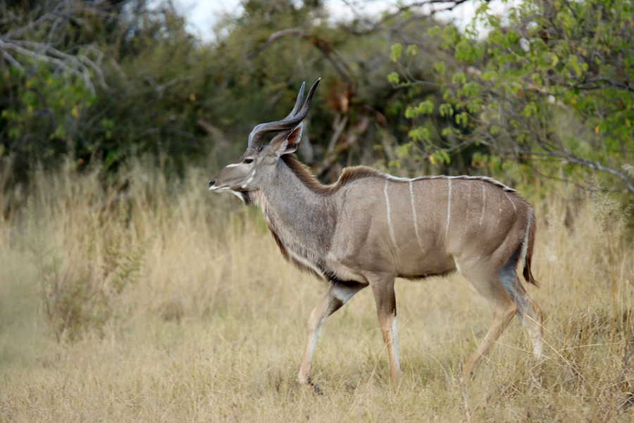 Fotografia antylopy w Delcie Okawango w Botswanie, autorstwa Ani Wilanowskiej