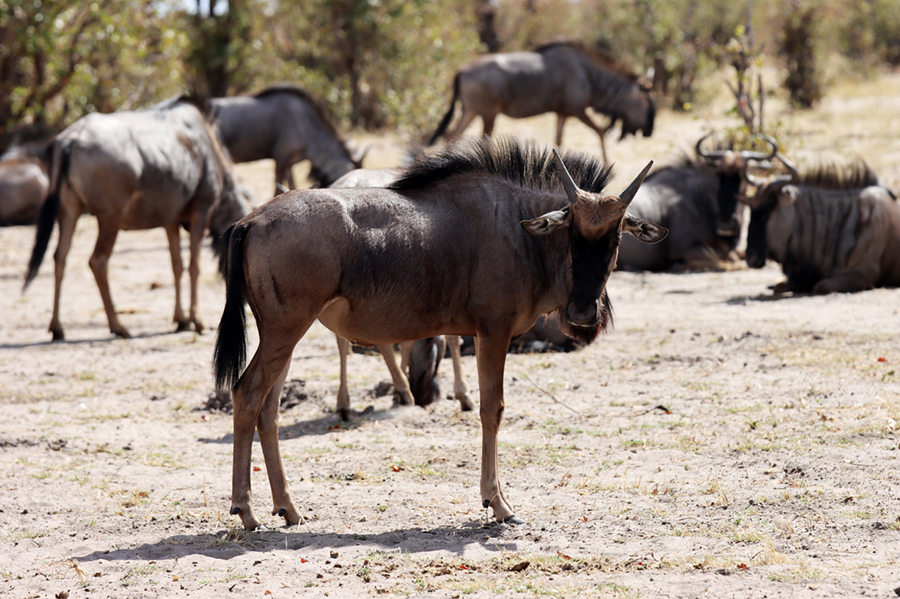 Fotografia gnu w Botswanie, autorstwa Ani Wilanowskiej