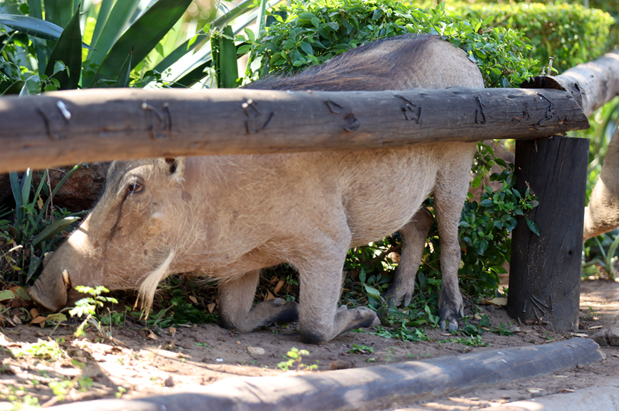 Fotografia guźdźca na kempingu Chobe w Botswanie, autorstwa Ani Wilanowskiej