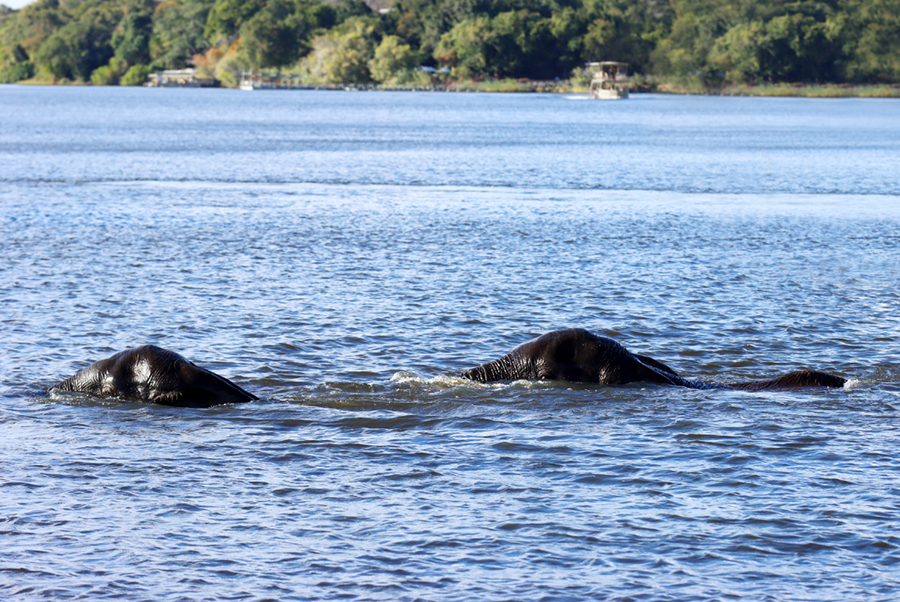 Fotografia słoni w Parku Chobe w Botswanie, autorstwa Ani Wilanowskiej
