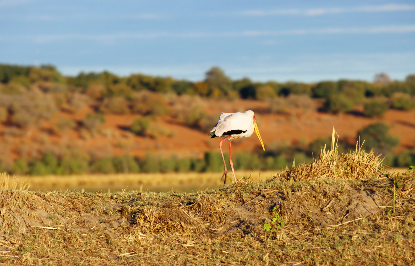 Fotografia ptaka w Parku Chobe w Botswanie, autorstwa Ani Wilanowskiej