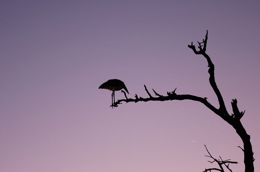 Fotografia marabuta w Parku Chobe w Botswanie, autorstwa Ani Wilanowskiej
