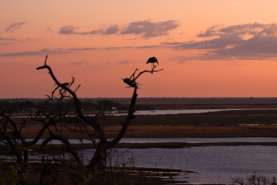 Fotografia marabuta w Parku Chobe w Botswanie, autorstwa Ani Wilanowskiej