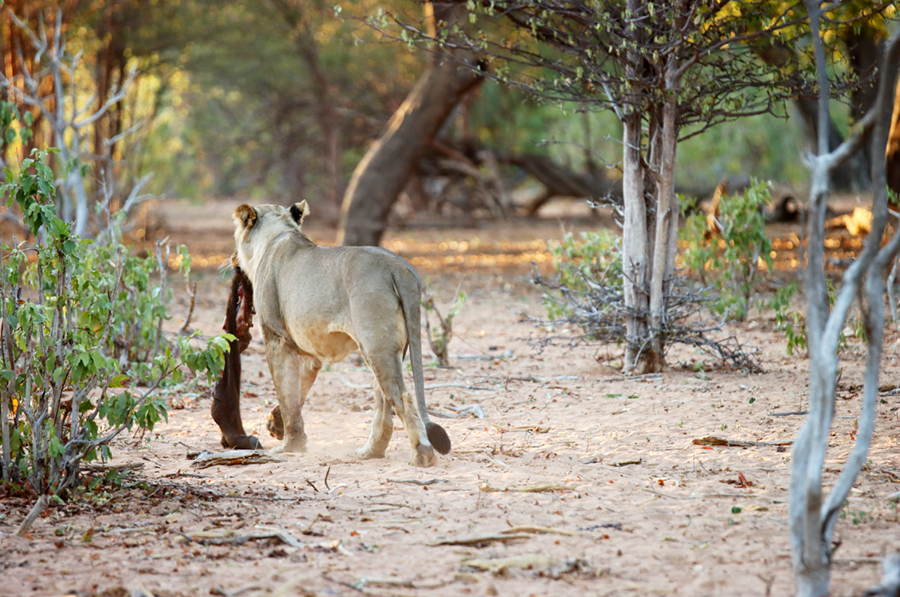 Fotografia lwa w Parku Chobe w Botswanie, autorstwa Ani Wilanowskiej