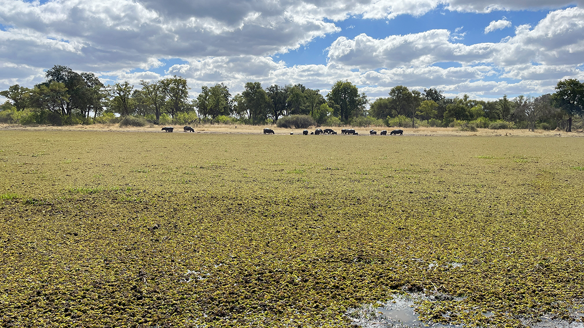 Fotografia hipopotamów w Delcie Okawango w Botswanie, autorstwa Ani Wilanowskiej