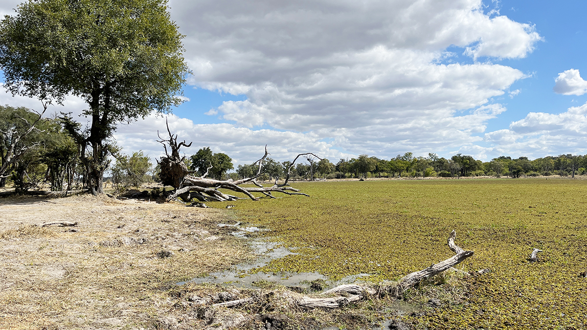 Fotografia Delty Okawango w Botswanie, autorstwa Ani Wilanowskiej