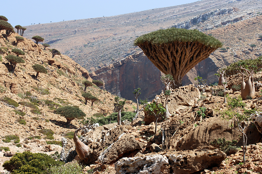 Fotografia zrobiona na drodze do wadi Homhil na wyspie Sokotra, autorstwa Ani Wilanowskiej