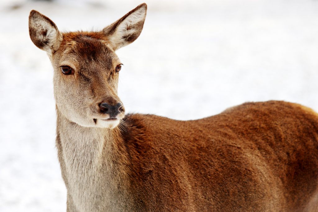 Fotografia sarny zimą zrobiona w Białowieży, autorstwa Ani Wilanowskiej